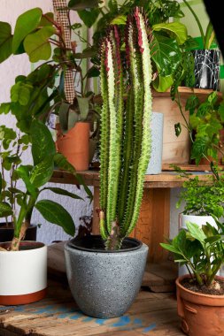 Cactus plant in clay pots on wooden table. decorative flowerpots.
