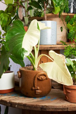 plant in clay pots on wooden table. decorative flowerpots.
