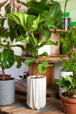 plant in clay pots on wooden table. decorative flowerpots.