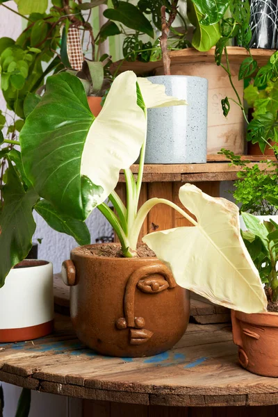 plant in clay pots on wooden table. decorative flowerpots.