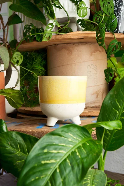 earthenware pot for plants on a wooden table with green plant background. catalog of plant pots. clay pot for plants.