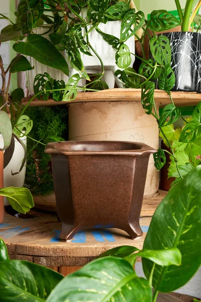 earthenware pot for plants on a wooden table with green plant background. catalog of plant pots. clay pot for plants.