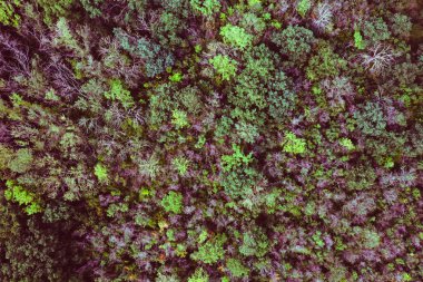 İHA ile gökyüzünden orman