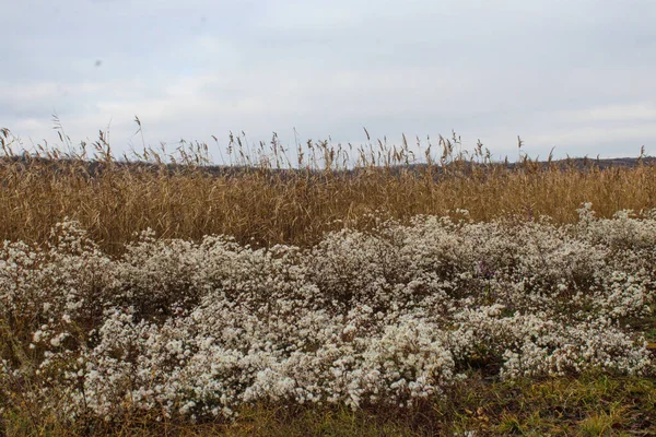Grass Reeds White Flowers Autumn Lake — Stock Photo, Image