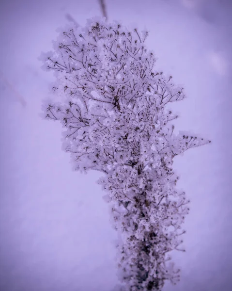 Flores Lilás Neve — Fotografia de Stock