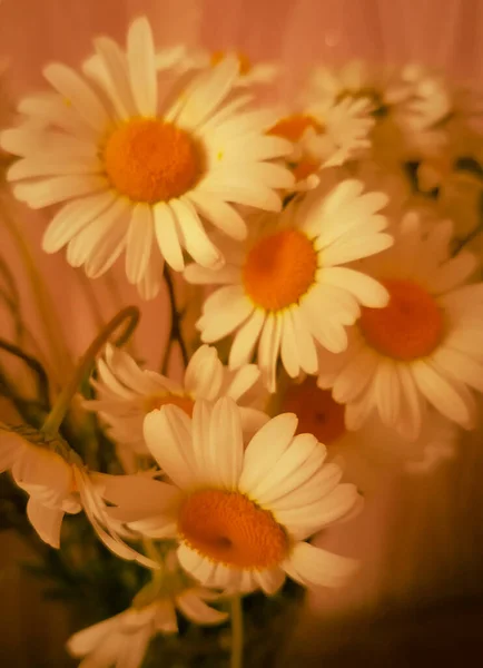 Vintage Stillleben Von Wilden Weißen Gänseblümchen Mikrographie Ukrainische Blumen — Stockfoto