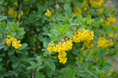 a beautiful botanical shot of yellow flowers