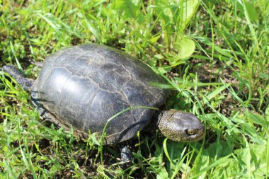 a tortoise sitting in the grass