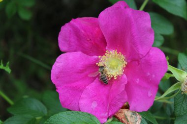 beautiful flower with pink flowers
