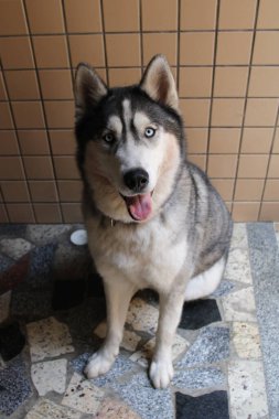 Parktaki köpek