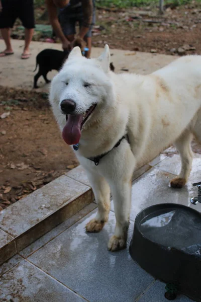 Parktaki Köpek — Stok fotoğraf