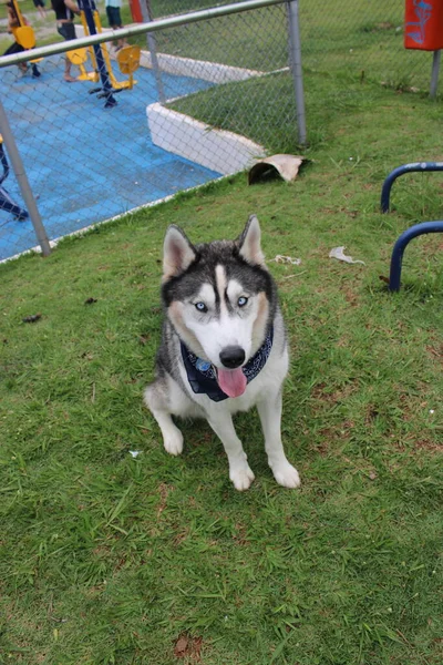 Chien Dans Parc — Photo