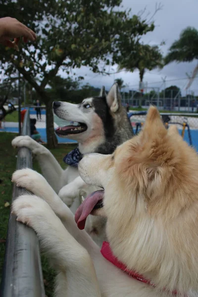 Chien Dans Parc — Photo