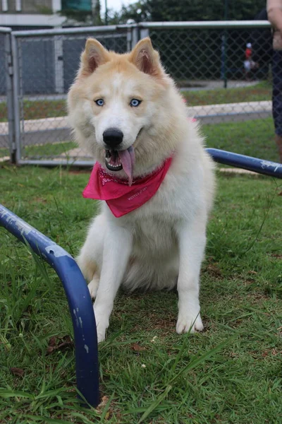 Hund Park — Stockfoto