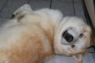 Beyaz köpek içinde belgili tanımlık kafes