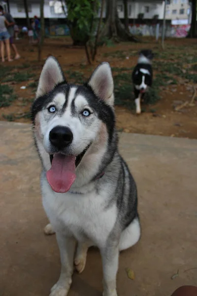 Cão Parque — Fotografia de Stock