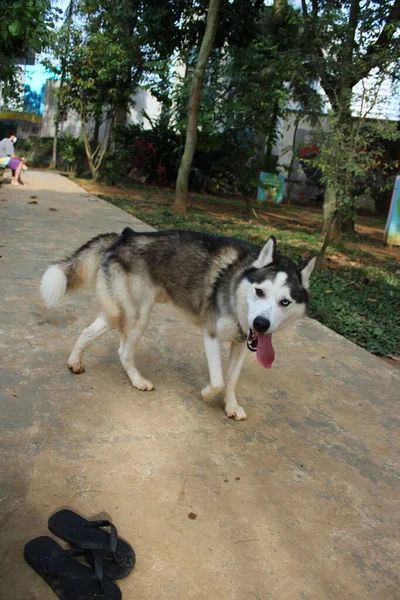 Cão Parque — Fotografia de Stock