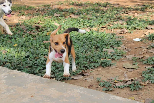 Cão Parque — Fotografia de Stock