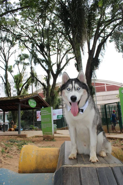 Cão Parque — Fotografia de Stock