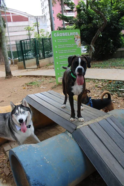 Cão Parque — Fotografia de Stock