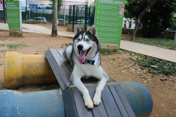 Cão Parque — Fotografia de Stock