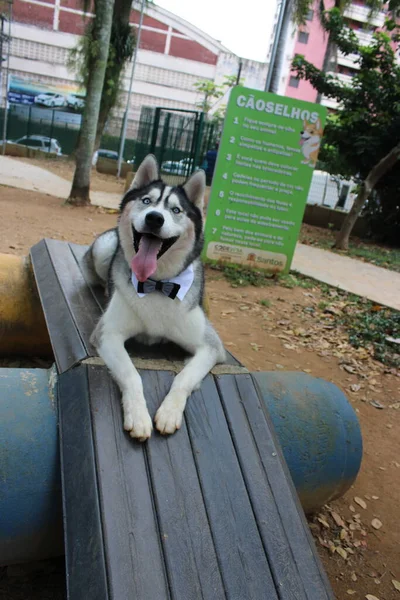 Cão Parque — Fotografia de Stock
