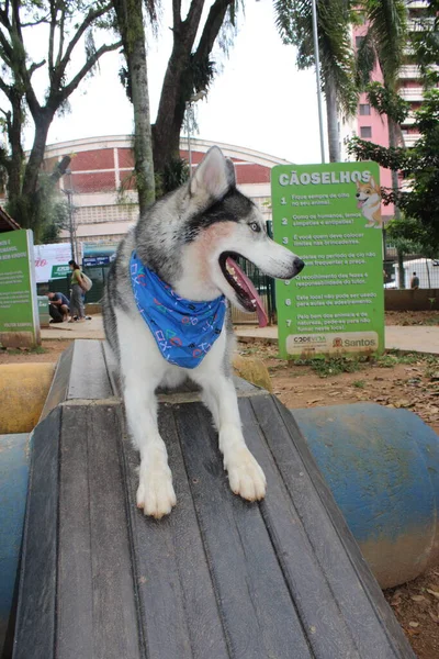 Cão Parque — Fotografia de Stock