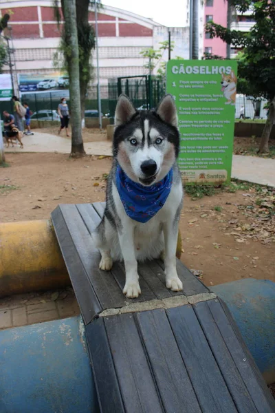 Cão Parque — Fotografia de Stock