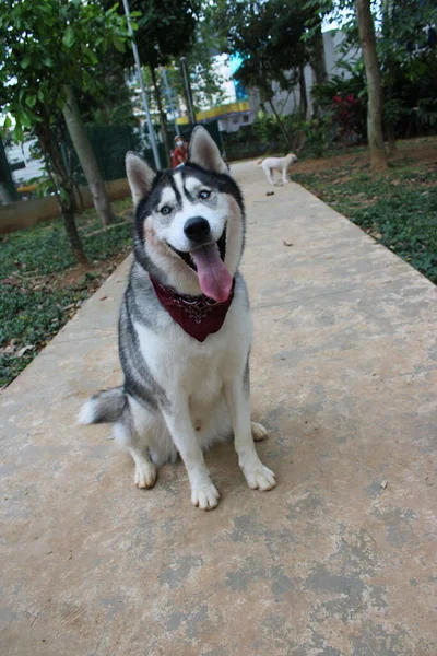 Cane Nel Parco — Foto Stock