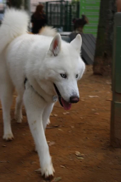 Bir Köpeğin Portresi — Stok fotoğraf