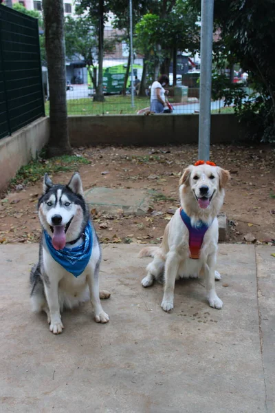 Cão Parque — Fotografia de Stock