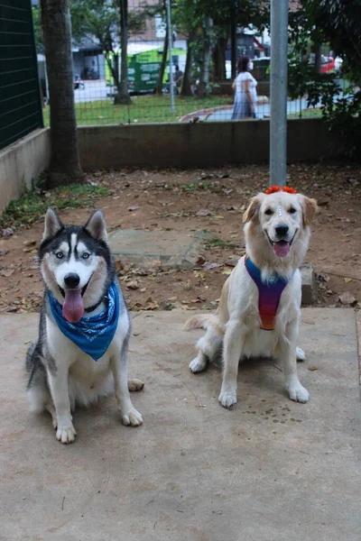 Cão Parque — Fotografia de Stock