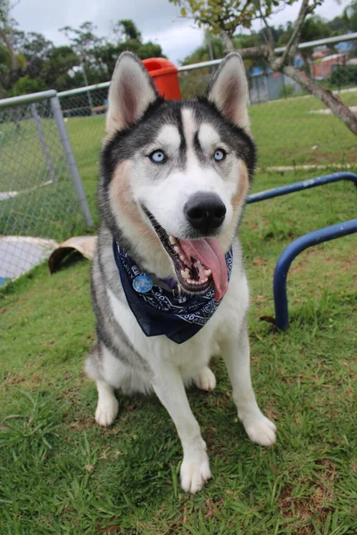 Şirin Bir Köpeğin Portresi — Stok fotoğraf