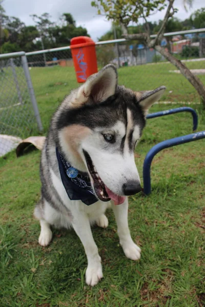 Hond Het Park — Stockfoto