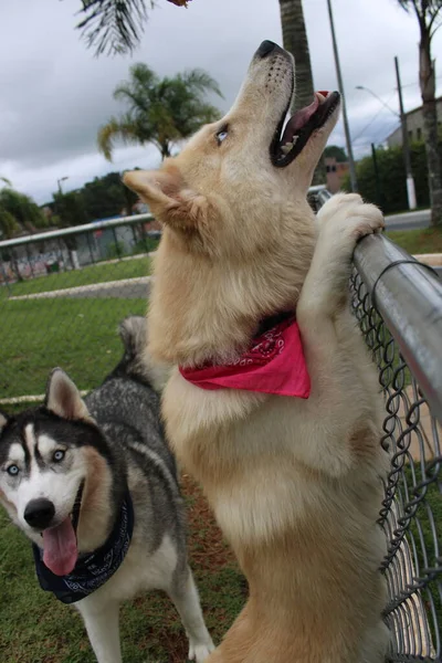 Cão Com Husky Bonito — Fotografia de Stock