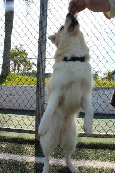 Cão Branco Gaiola — Fotografia de Stock