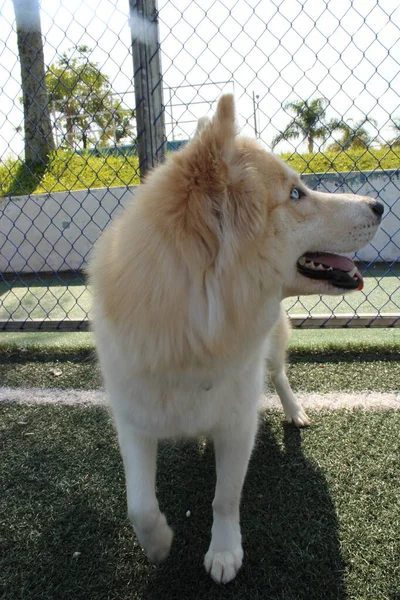 Cão Parque — Fotografia de Stock