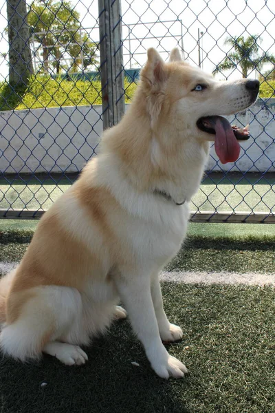 Cão Parque — Fotografia de Stock