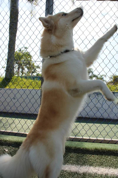 Cão Parque — Fotografia de Stock