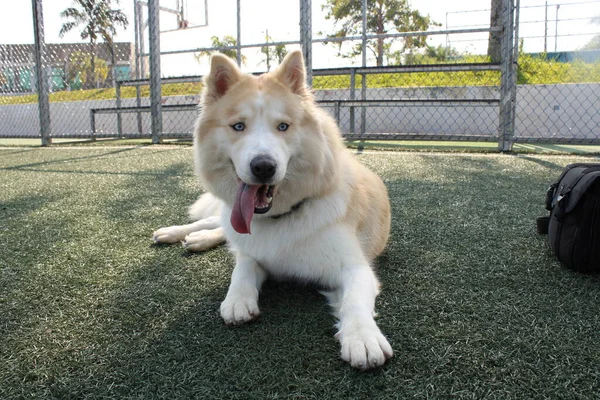 Hond Met Een Witte Halsband — Stockfoto