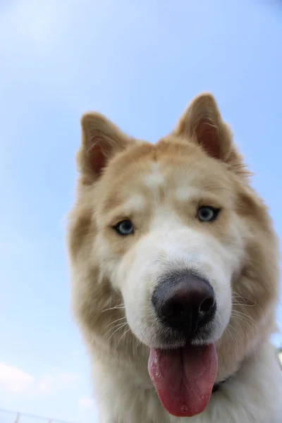 Retrato Lindo Perro — Foto de Stock