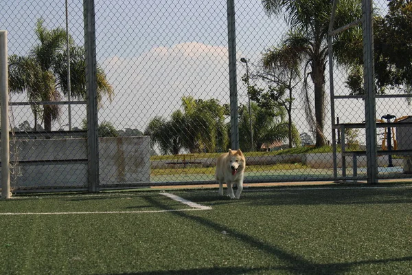 Hund Parken — Stockfoto