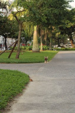 Genç ve güzel bir köpeğin portresi
