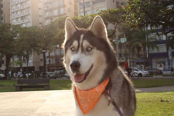 Portré Egy Fiatal Gyönyörű Kutyáról — Stock Fotó