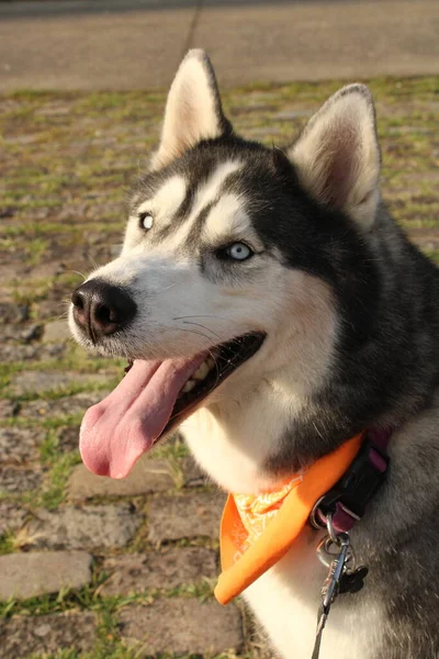 Porträt Eines Jungen Schönen Hundes — Stockfoto