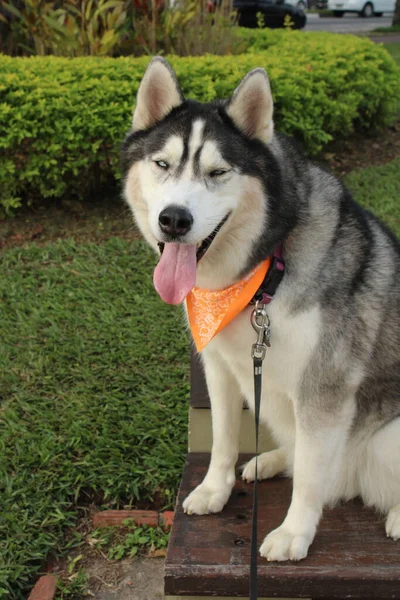 Retrato Jovem Cão Bonito — Fotografia de Stock