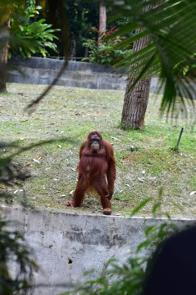 Orangutanes Orangutanes Zoológico Con Árboles Palmeras Detrás Ellos — Foto de Stock