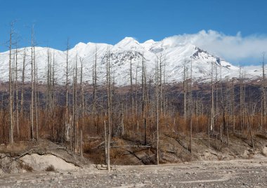 Rusya, Kamçatka Dağı. Shiveluch Volkanı. Kamçatka Yarımadası 'nın aktif volkanı..