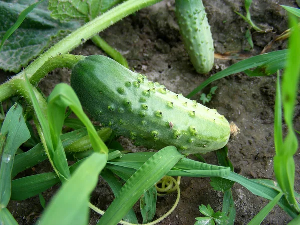 Küçük bir salatalık yazın bahçe yatağında olgunlaşır.