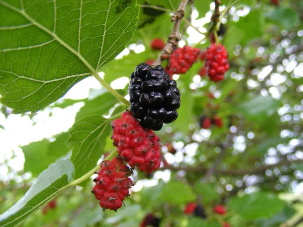 Mûrissement Juteux Des Mûres Sur Une Branche Mûrier — Photo